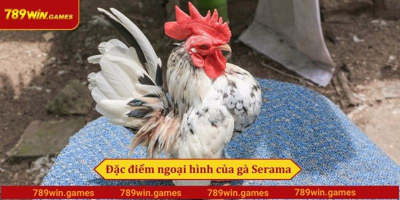 Đặc điểm ngoại hình của gà Serama