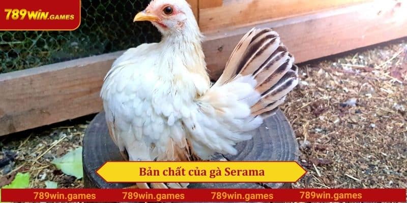 Bản chất của gà Serama