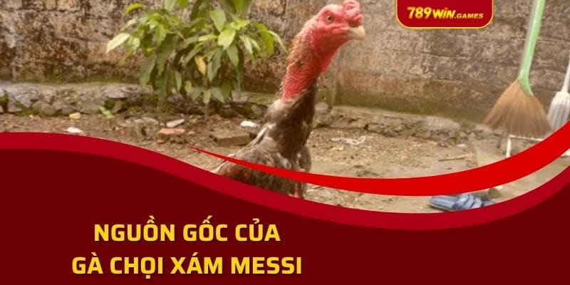 Nguồn gốc của gà chọi Xám Messi