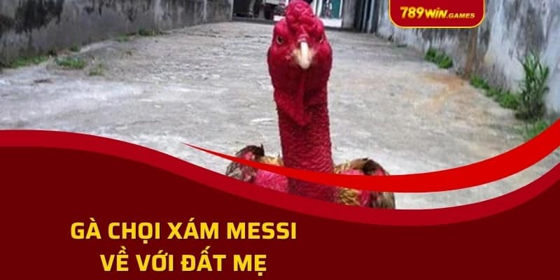 Gà chọi Xám Messi về với đất mẹ