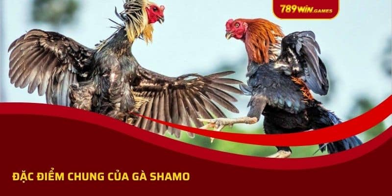 Đặc điểm chung của gà Shamo