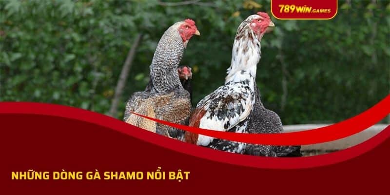 Những dòng gà Shamo nổi bật